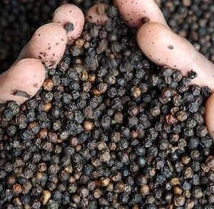 Whole Black Pepper